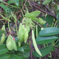 Dalbergia rostrata Hassk.